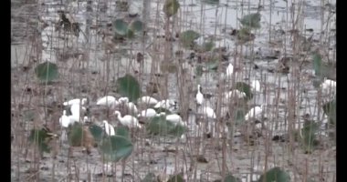 Gölette leylek sürüsü