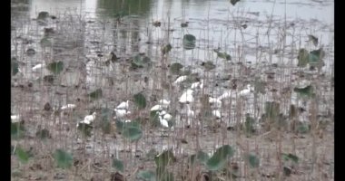 Doğada leylek sürüsü