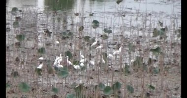 Doğada leylek sürüsü