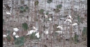 Doğada leylek sürüsü