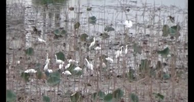 Doğada leylek sürüsü