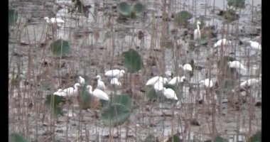 Doğada leylek sürüsü