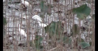 Doğada leylek sürüsü