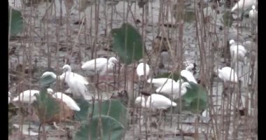 Doğada leylek sürüsü