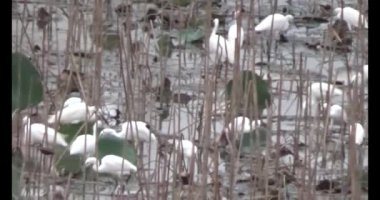 Doğada leylek sürüsü