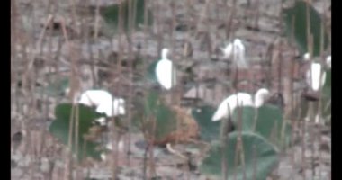 Doğada leylek sürüsü