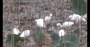 Doğada leylek sürüsü