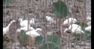 Doğada leylek sürüsü