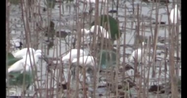 Doğada leylek sürüsü