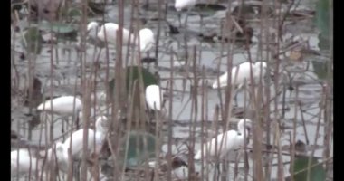 Doğada leylek sürüsü