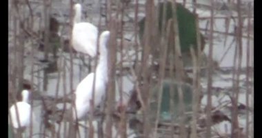 Doğada leylek sürüsü