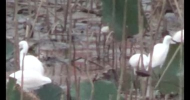 Doğada leylek sürüsü