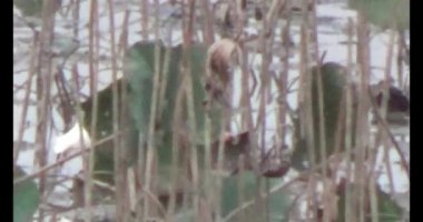 Doğada leylek sürüsü