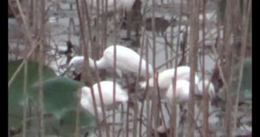 Doğada leylek sürüsü