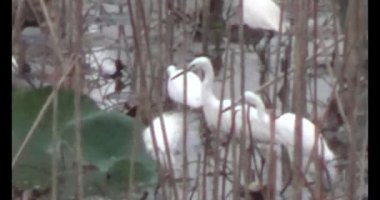 Doğada leylek sürüsü