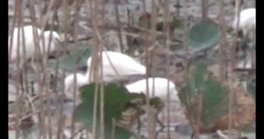 Doğada leylek sürüsü