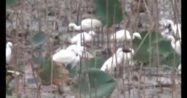 Doğada leylek sürüsü