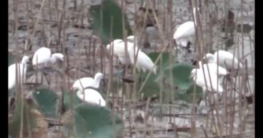 Doğada leylek sürüsü