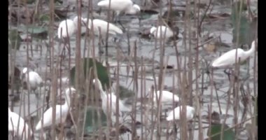 Doğada leylek sürüsü