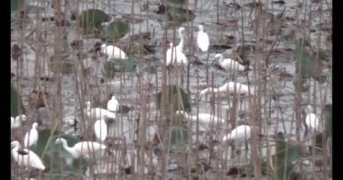 Doğada leylek sürüsü