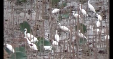 Doğada leylek sürüsü