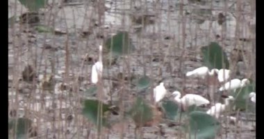 Doğada leylek sürüsü