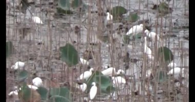 Doğada leylek sürüsü