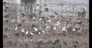 Doğada leylek sürüsü