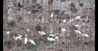 Doğada leylek sürüsü