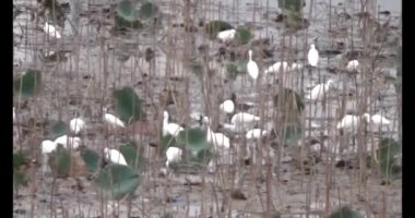 Doğada leylek sürüsü