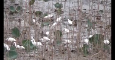 Doğada leylek sürüsü