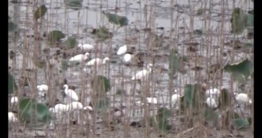 Doğada leylek sürüsü