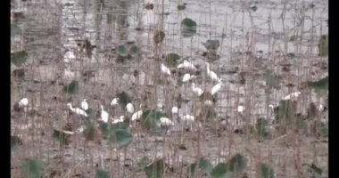 Doğada leylek sürüsü