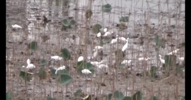 Doğada leylek sürüsü