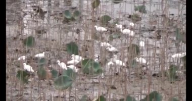 Doğada leylek sürüsü