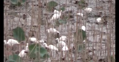 Doğada leylek sürüsü