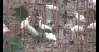 Doğada leylek sürüsü