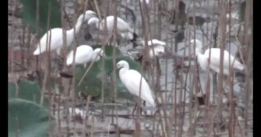 Doğada leylek sürüsü