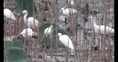 Doğada leylek sürüsü