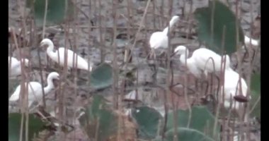 Doğada leylek sürüsü