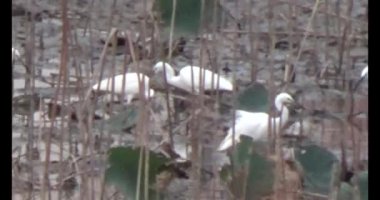 Doğada leylek sürüsü