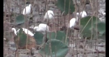 Doğada leylek sürüsü