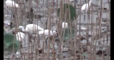 Doğada leylek sürüsü