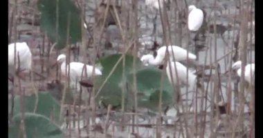 Doğada leylek sürüsü