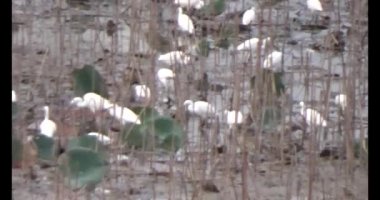 Doğada leylek sürüsü