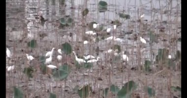 Doğada leylek sürüsü