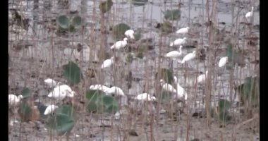 Doğada leylek sürüsü