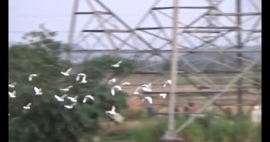 Doğada leylek sürüsü