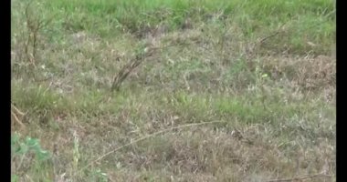 Doğada leylek sürüsü