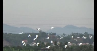 Doğada leylek sürüsü